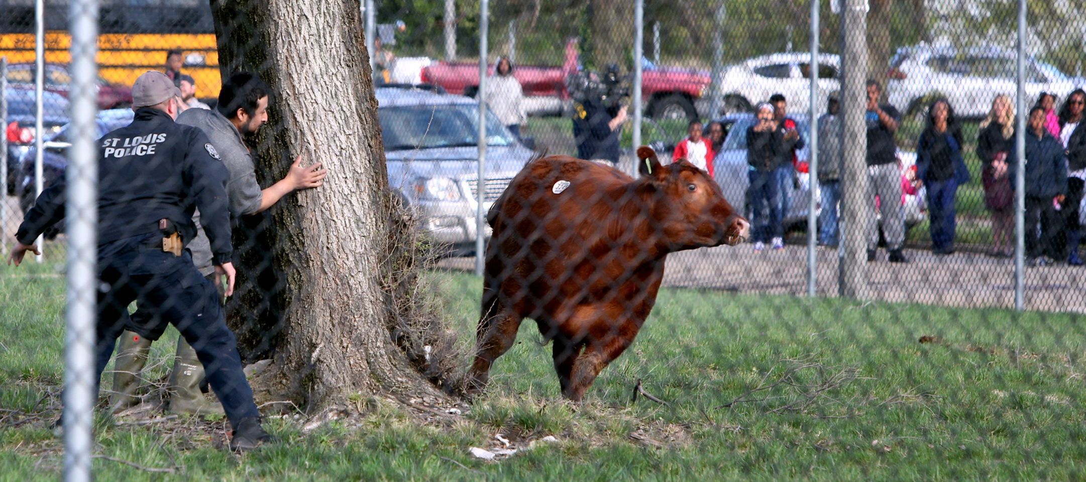 Heifer breaks for freedom